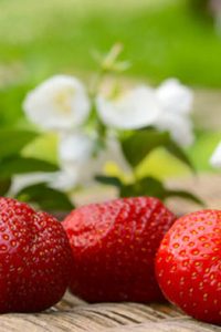List Of Low Carb Fruits