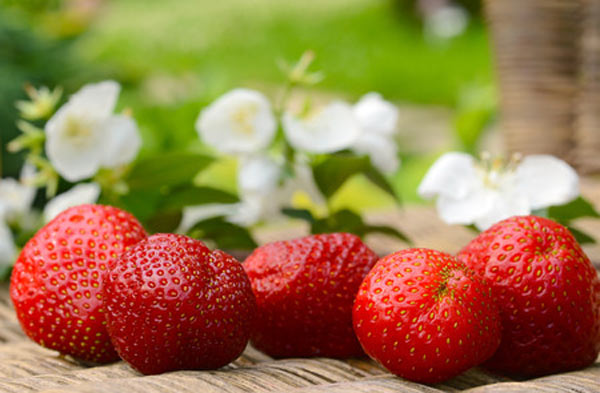 List Of Low Carb Fruits